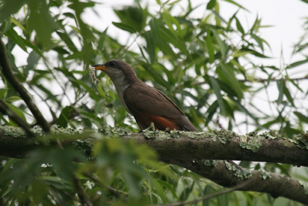 Yellow Billed Cuckoo