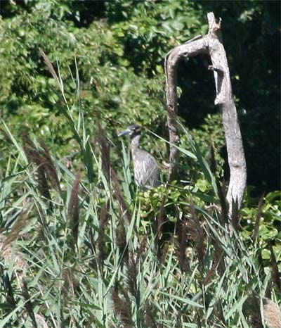 Yellow Crowned Night Heron