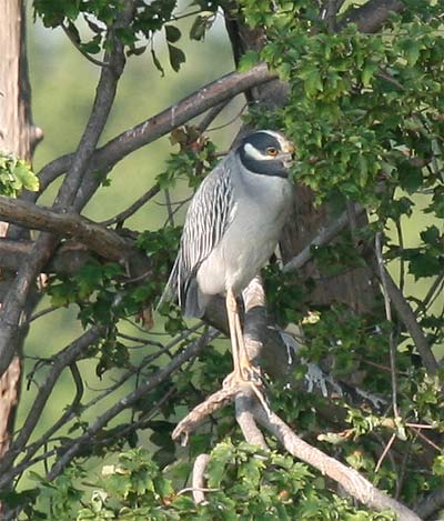 Yellow Crowned Night Heron