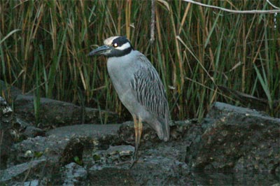 Yellow Crowned Night Heron