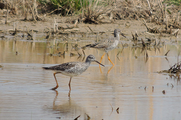 Greater and Lesser Yellowlegs