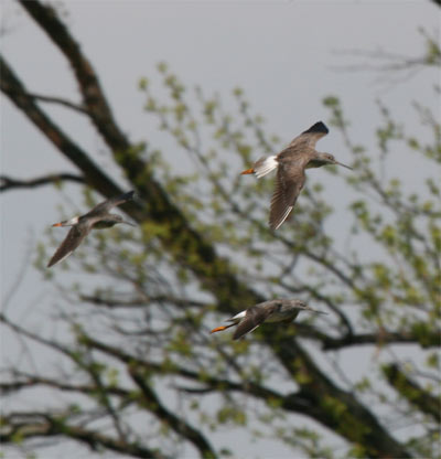 Greater Yellowlegs