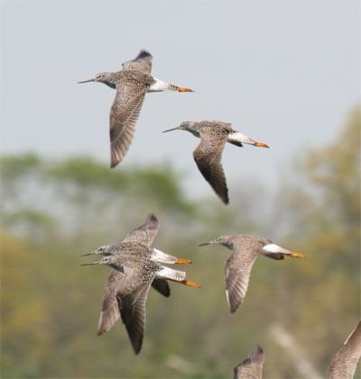 Greater Yellowlegs