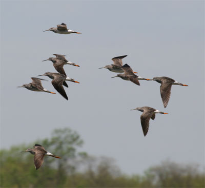 Greater Yellowlegs