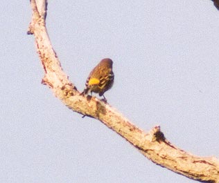 Yellow Rumped Warbler