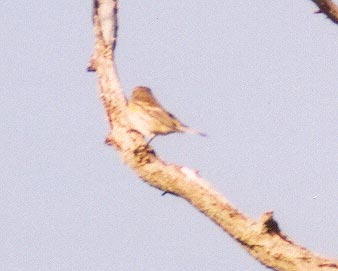 Yellow Rumped Warbler