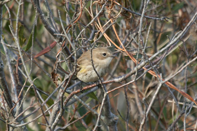 Yellow Rumped Warbler