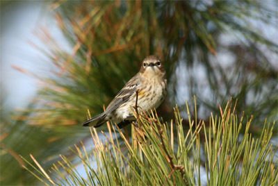 Yellow Rumped Warbler