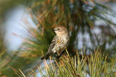 Yellow Rumped Warbler