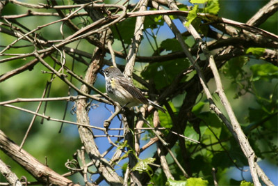 Yellow Rumped Warbler