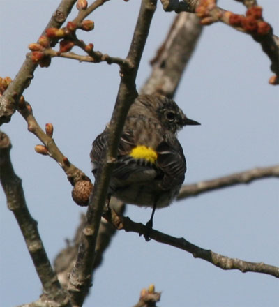 Yellow Rumped Warbler