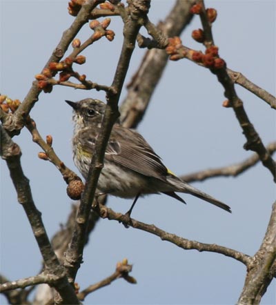 Yellow Rumped Warbler