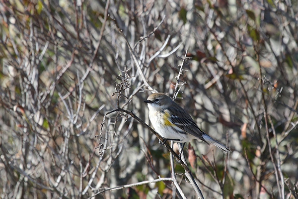 Yellow-rumped Warbler