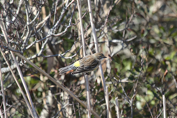 Yellow-rumped Warbler