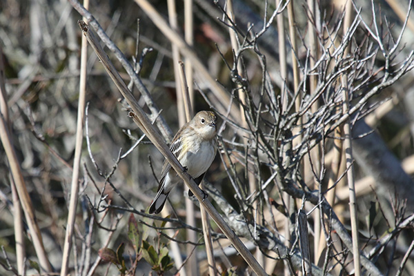 Yellow-rumped Warbler