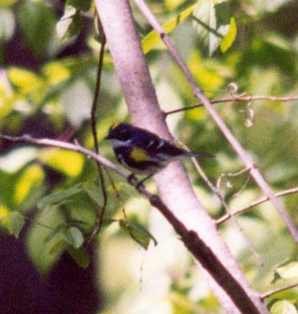 Yellow Rumped Warbler