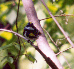 Yellow Rumped Warbler