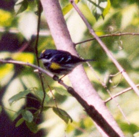 Yellow Rumped Warbler