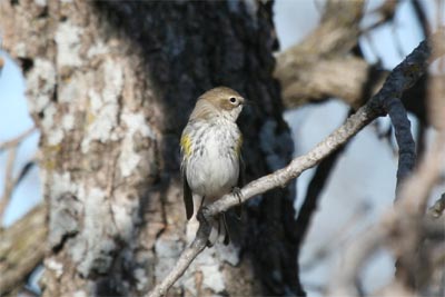 Yellow Rumped Warbler