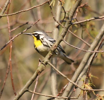 Yellow Throated Warbler