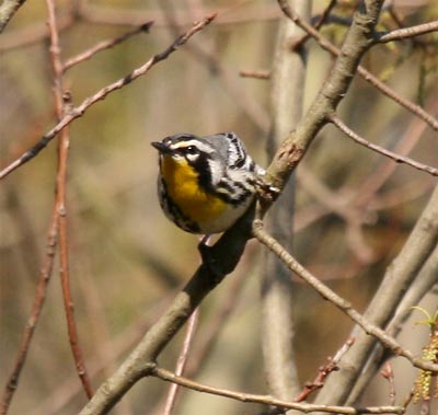 Yellow Throated Warbler