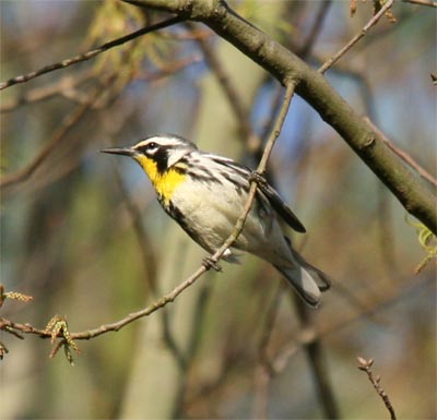 Yellow Throated Warbler