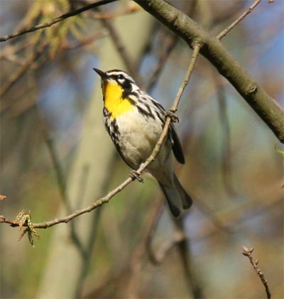 Yellow Throated Warbler