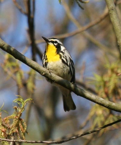 Yellow Throated Warbler