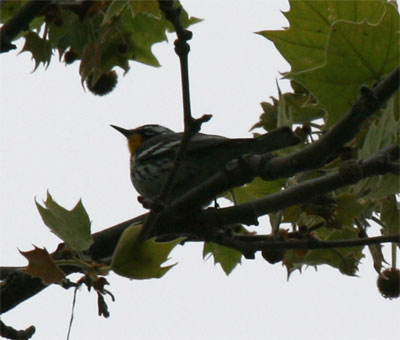 Yellow Throated Warbler