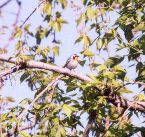 Yellow Throated Warbler