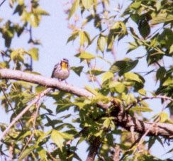 Yellow Throated Warbler