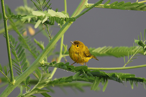 Yellow Warbler