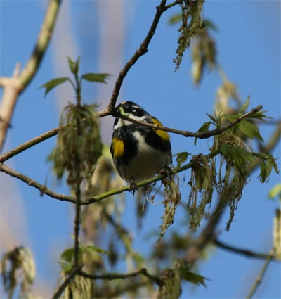 Yellow Rumped Warbler