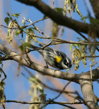 Yellow Rumped Warbler