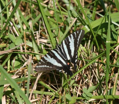 Zebra Swallowtail