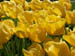 Flower9