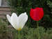 Flowers 1