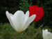 Flowers 2