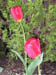 Flowers 4