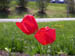 Flowers7
