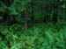 acadiaNP0582