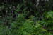 acadiaNP0605