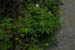 acadiaNP0606