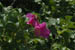 acadiaNP0611