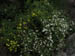 acadiaNP0651