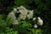 acadiaNP0715