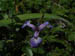 acadiaNP0718