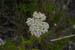 acadiaNP0800