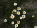 acadiaNP0812
