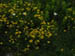 acadiaNP0819